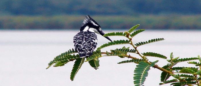 Akagera National Park