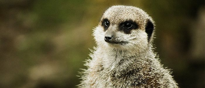 12.-Say-hello-to-a-Lemur-at-the-London-Zoo.jpg