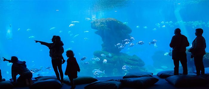 things to do in Mauritius - Blue Safari Submarines