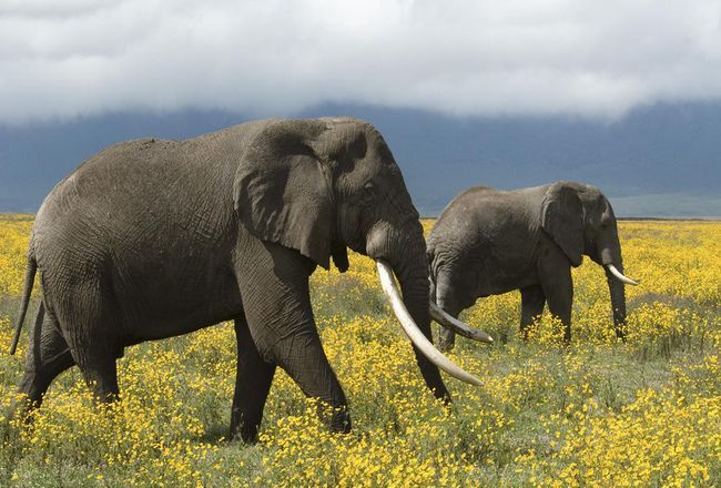 15 Exhilarating Things To Do In East Africa