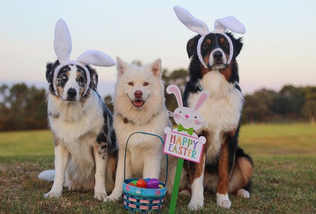 Top 15+ Interesting Facts About Easter Very Few Of Us Know About