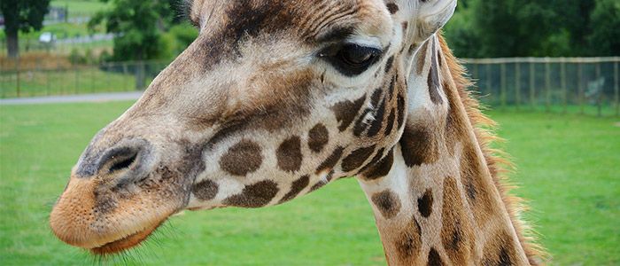 17.-Check-out-a-UK-safari-park.jpg