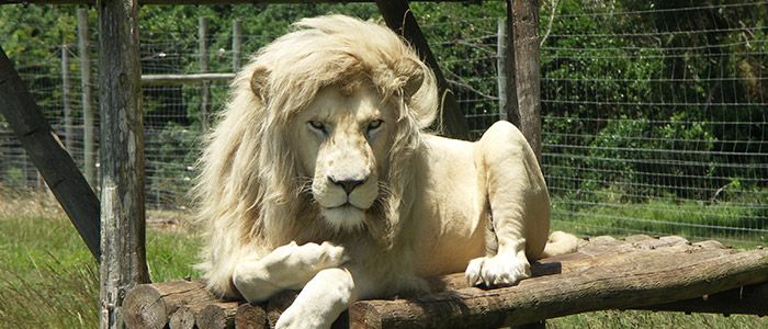 19.Explore-the-Lincolnshire-Wildlife-Park.jpg