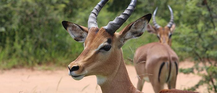 Unexplored Africa: Spot the Sitatunga