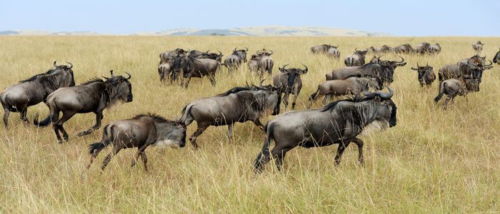 Top Things To Do In Kenya