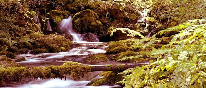 top things to do in Serbia - Tara National Park