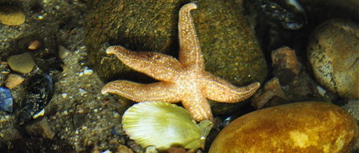 29.-Indulge-in-marine-life-at-the-Sea-Life-Center.jpg