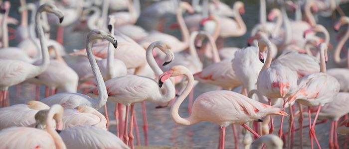 Flamingos in Ras Al Khor.