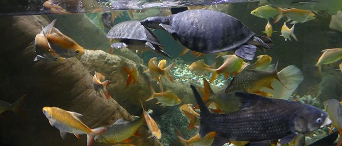 places to visit in Dubai on budget - Aquarium and Underwater Zoo