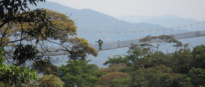 Canopy Walkway