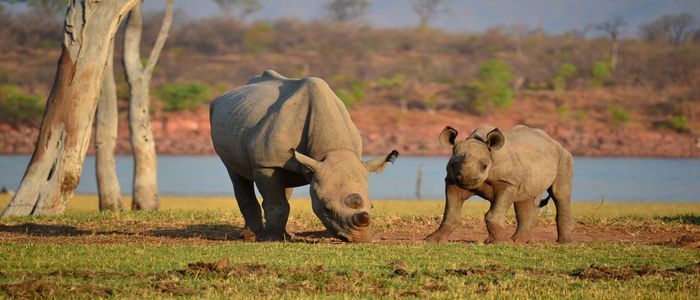 3.-Wildlife-in-Matobo-National-Park.jpg