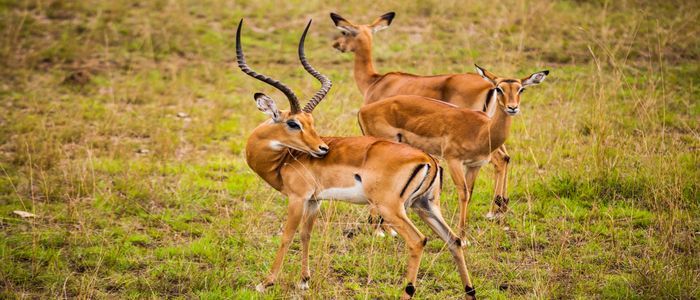 Things To Do In Kenya - Nairobi Safari Walk