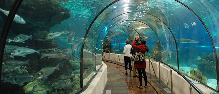 46.-Visit-the-largest-aquarium-in-the-UK.jpg