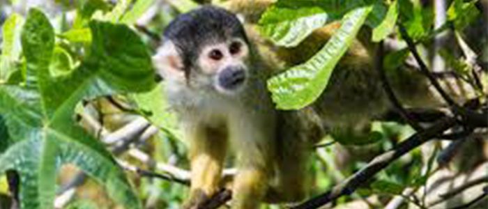 49.-Have-fun-at-the-Jungle-Zoo.jpg