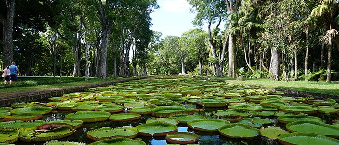 Sir Seewoosagur Ramgoolam Botanical Garden