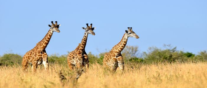 Things To Do In Kenya - Rothschild Giraffe