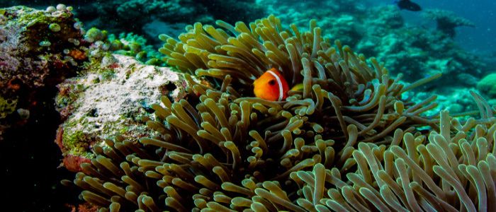 Underwater life.