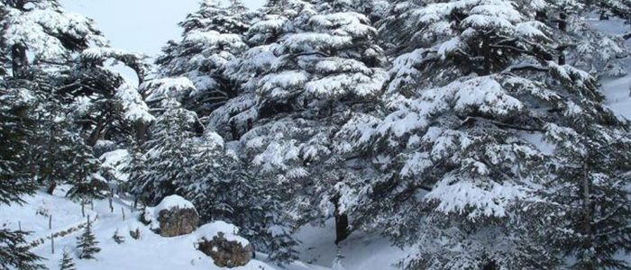 Things to do in Lebanon - Cedars Of God Bsharri