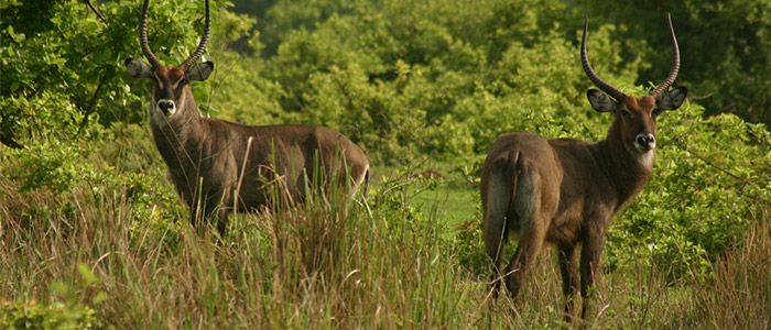 Stroll in Ghana's Largest Wildlife Park