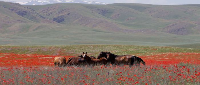 Kazakhstan Tourist Activities- Eurasian Steppe