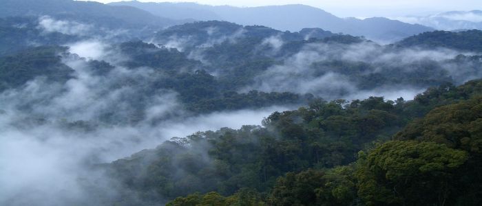 Nyungwe Forest National Park