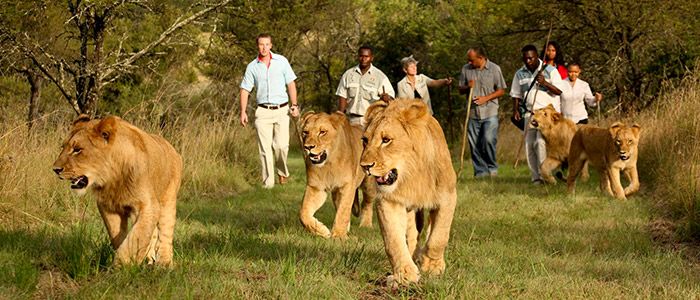 Safari Adventures
