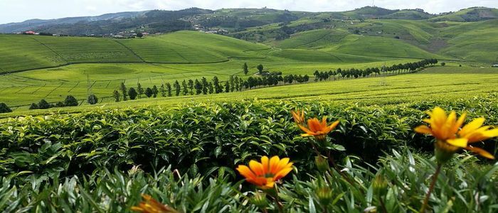 Plantation Tour in Gisovu Tea Estate