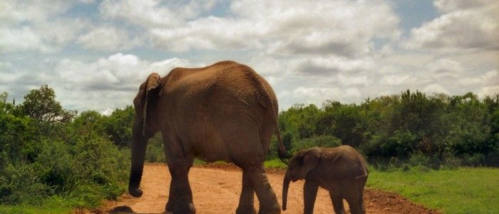Addo Elephant Park