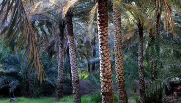 Al Ain Oasis