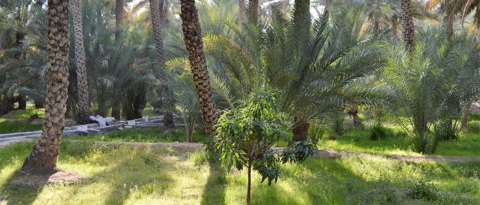 Al Ain Oasis