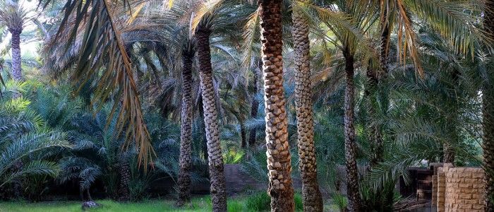 Al Ain Oasis