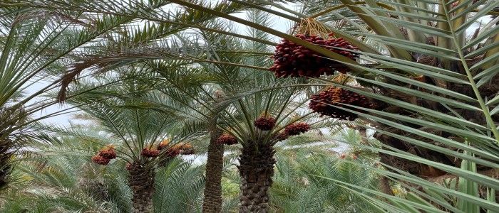Al Ain