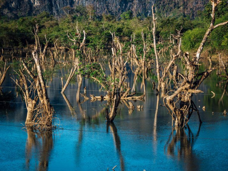 Des arbres dans l’eau