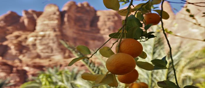 Al Ula Citrus Festival