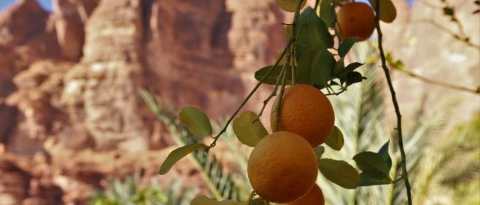Al Ula Fresh Farm