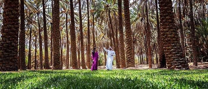 Al Ula Palm Garden, Saudi Arabia