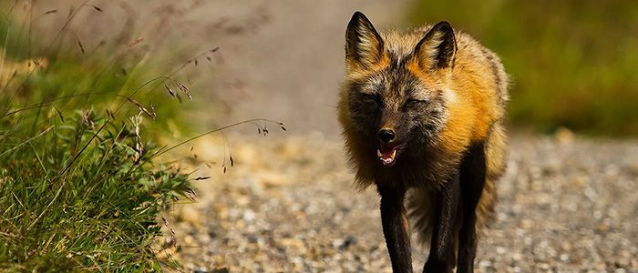 things to do in the USA - Alaska Wildlife Centre