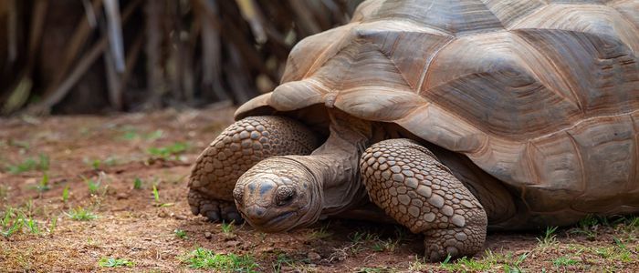 Aldabra-Giant-Tortoises.jpg