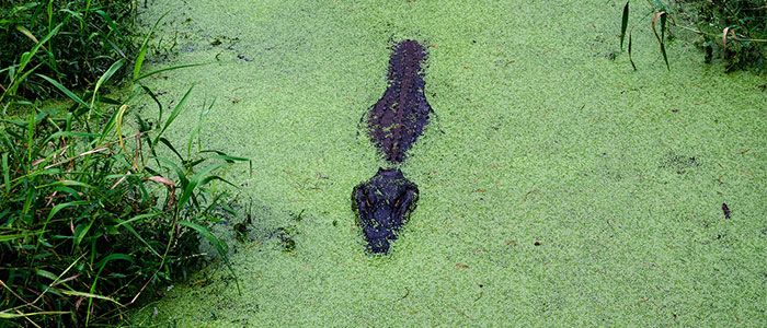 Alligator-Alley.jpg