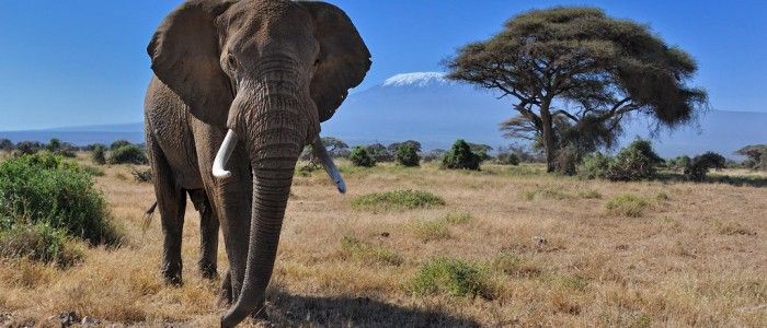 Amboseli National Park