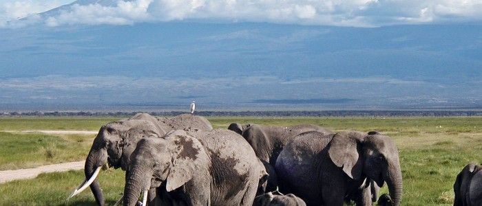Amboseli National Park