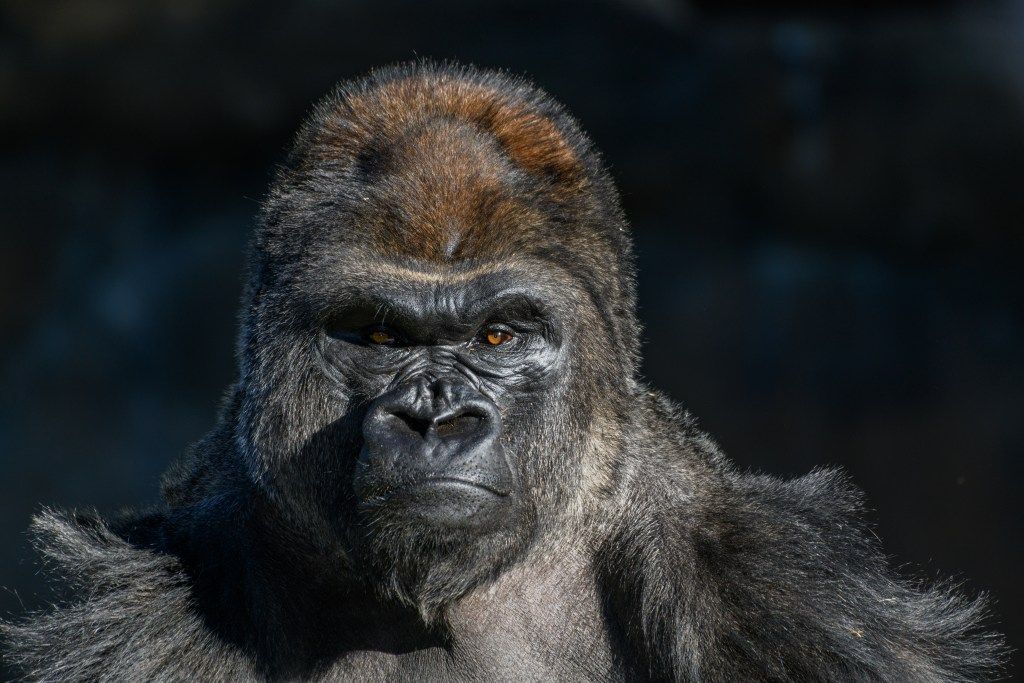 Angry gorilla