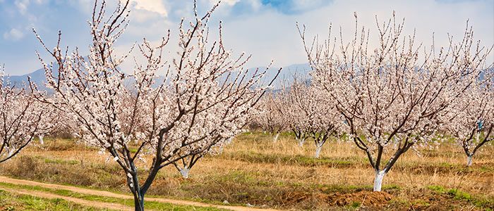 fruit-flavoured wines at Armenia