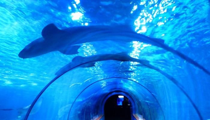 Aqua Vega Aquarium, Places to visit in Turkiye