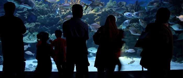 Top Things To Do In Kuala Lumpur - Aquaria KLCC