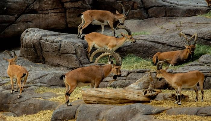 Arabian Wildlife Centre