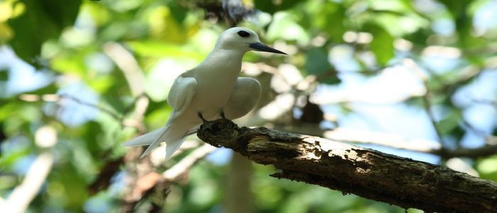 Aride-Island-Nature-Reserve-1.jpg