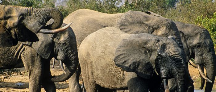 Mole National Park, Ghana