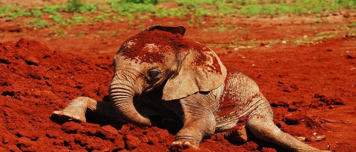 Things To Do In Kenya - Coddle Baby Elephants at Sheldrick
