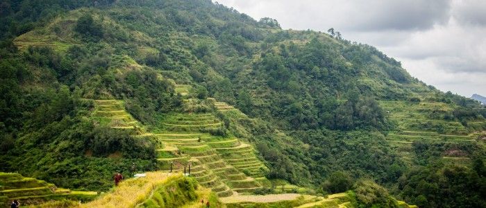 Banaue rice terraces